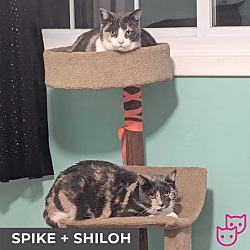 Thumbnail photo of Spike (bonded with Shiloh) #4