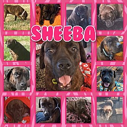 Thumbnail photo of Sheeba #2