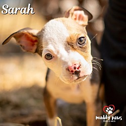 Thumbnail photo of Hocus Pocus Litter: Sarah #1