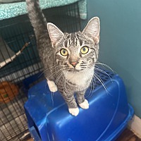 adopt a pet