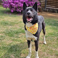 adopt-pet