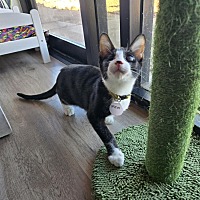adopt a pet