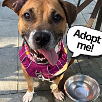adopt a pet