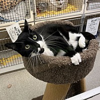 adopt a pet