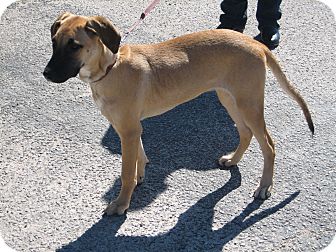 Yellow black mouth cur