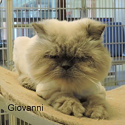 Thumbnail photo of Giovanni #1