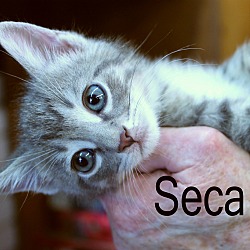 Thumbnail photo of Seca #2