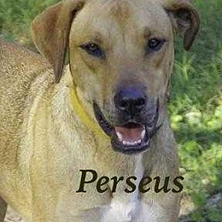 Photo of Perseus