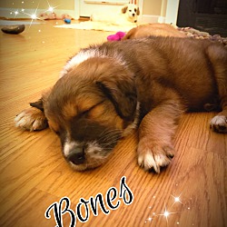 Thumbnail photo of Bones #1