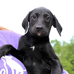 Thumbnail photo of Oakley~adopted! #3