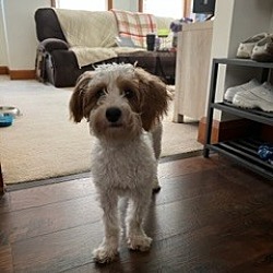 Photo of Buddy