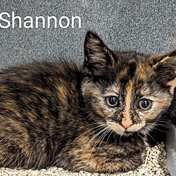 Photo of Shannon
