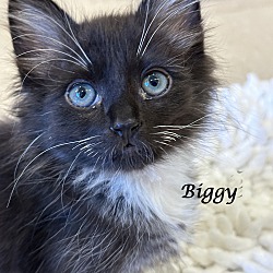 Thumbnail photo of BIGGY (Adopt w/DISCO) #1