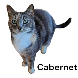 Photo of Cabernet
