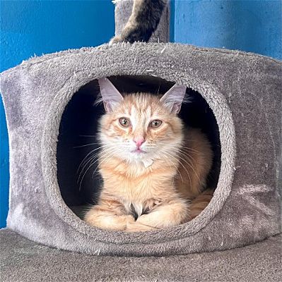 La Jolla, CA - Domestic Shorthair. Meet Macaroni And Cheese a Pet for ...