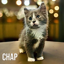 Photo of Chap
