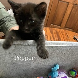 Photo of Pepper S.
