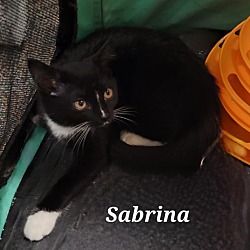 Thumbnail photo of Sabrina #1