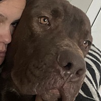 adopt-pet