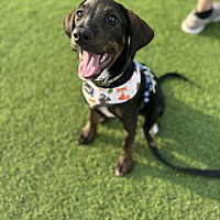 adopt a pet