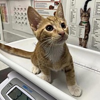 adopt a pet