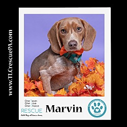 Photo of Marvin 070823