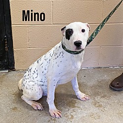 Photo of Mino