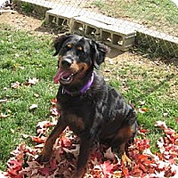 Chambersburg Pa Gordon Setter Meet Rosie A Pet For Adoption