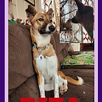 adopt a pet