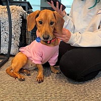 adopt a pet
