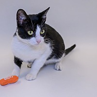 adopt a pet