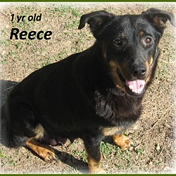 Thumbnail photo of Reece #2