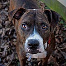 Boxer Puppies - Boxer Rescue and Adoption Near You