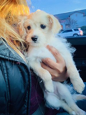 Murrieta, CA - Maltese/Terrier (Unknown Type, Small). Meet Aly a Pet for  Adoption 