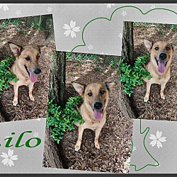 Thumbnail photo of Llilo #3