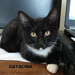 Photo of CATALINA