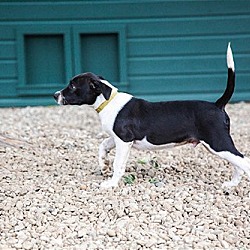 Thumbnail photo of (PENDING)Louis - 11 week old male mixed breed #3