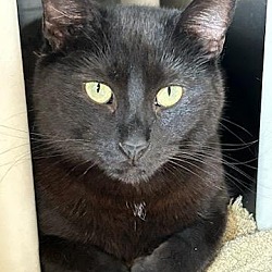 Photo of Amora