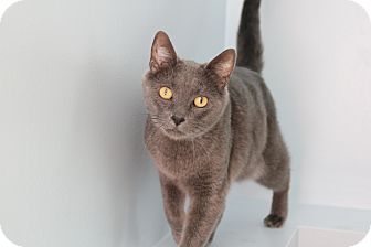 Eagan Mn Russian Blue Meet Hermes A Pet For Adoption
