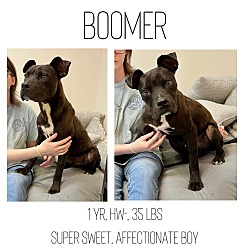 Thumbnail photo of Boomer #1