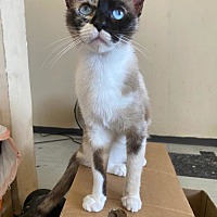 adopt a pet