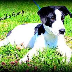 Thumbnail photo of Bubba Gump ~ meet me! #1