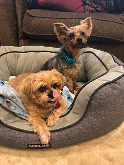 antibiotic eye drops for dogs petsmart