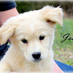 Thumbnail photo of Josie~adopted! #1