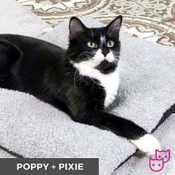 Thumbnail photo of Poppy (bonded with Pixie) #3