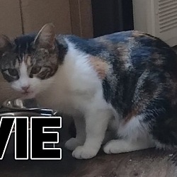 Thumbnail photo of EVIE #1