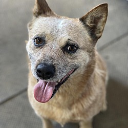 Photo of ACD Godiva Red Heeler