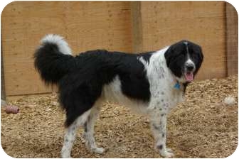 border collie x great pyrenees