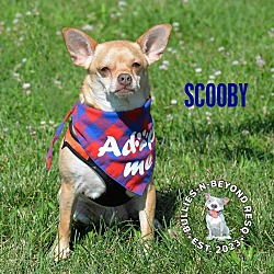 Thumbnail photo of Scooby #1