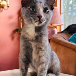 Thumbnail photo of DILUTE CALICO COLLECTION #2